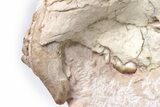 Oreodont (Eporeodon) Skull - South Dakota #217182-7